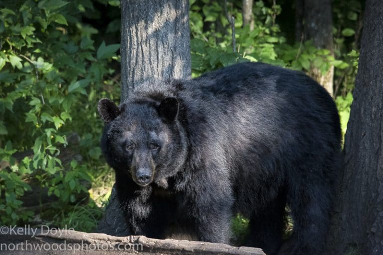 American Black Bears In Minnesota - North Woods Photos